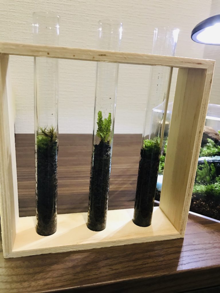 苔テラリウムをキットで作成してみた感想 必要な材料や作る際の注意点など Yururiya