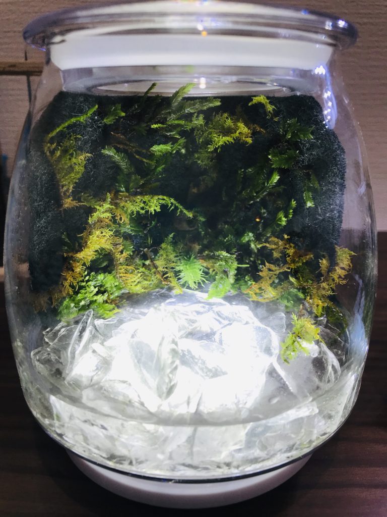 苔テラリウムをキットで作成してみた感想 必要な材料や作る際の注意点など Yururiya